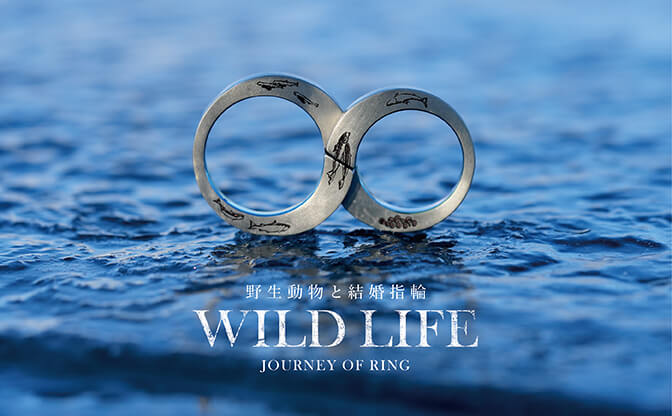“【WILD