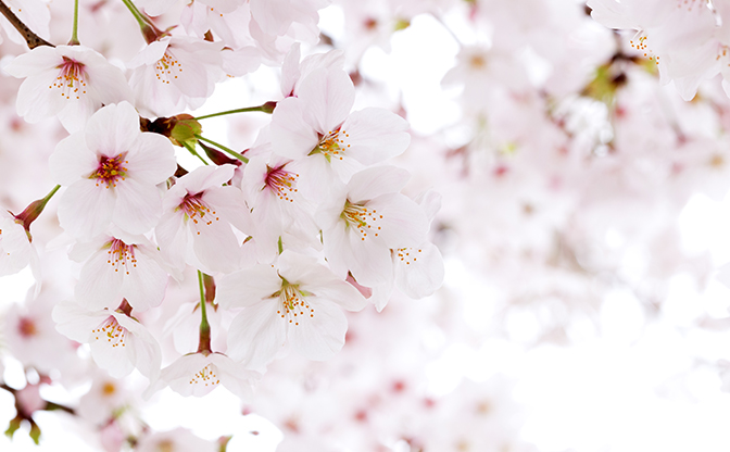 MAISAKURA 舞桜