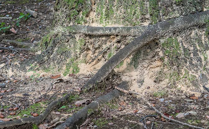 芽吹き鮮やかな春の戸隠山で感じる気候変動の足音