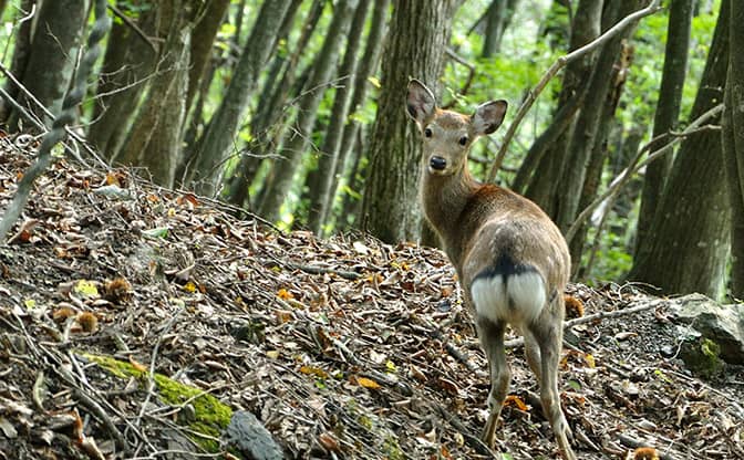 芽吹き鮮やかな春の戸隠山で感じる気候変動の足音