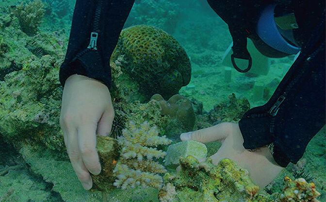 チーム美らサンゴ　サンゴの苗植えつけ活動