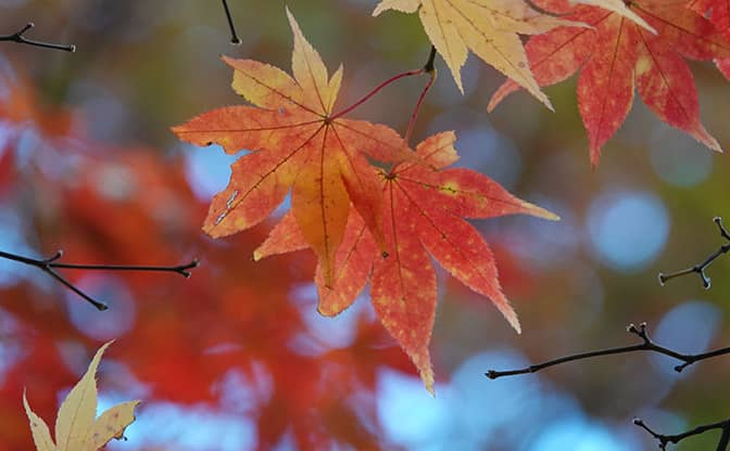 奥多摩紅葉