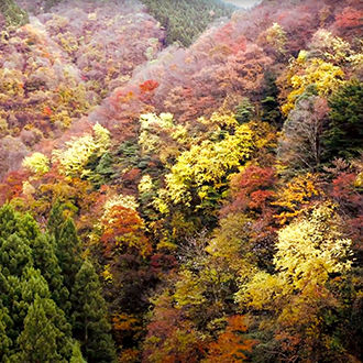 紅葉風景