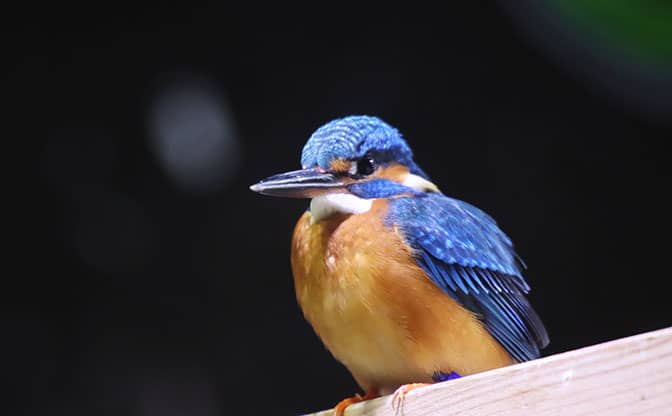 カワセミ水族館のカワセミ