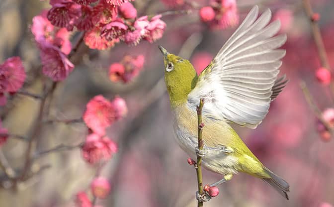 花の蜜を吸うメジロ