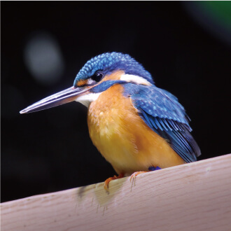 空飛ぶ宝石カワセミ