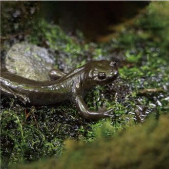 豊かな水辺のクロサンショウウオ