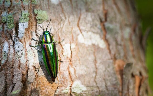 ジルコニウム、チタンの発色とはなにか？_13
