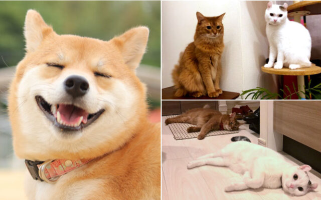 動物のオリジナルマークで自分らしく | 結婚指輪の刻印_07